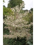 Дерен спірний Варієгата|Cornus controversa Variegata|Дерен спорный Вариегата 